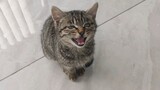 [Mèo cưng] Meo, meo, meo, meo, meo