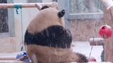 【大熊猫萌兰】根本不需要回头，靠背影就能萌洗你们~
