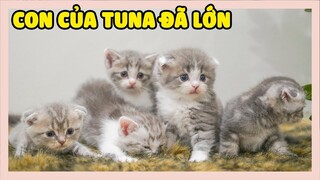 Các bé mèo con của Tuna đã lớn như thế nào rồi?| Giáng sinh vui vẻ | The Happy Pets #85