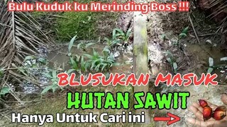 Bikin Merinding Sendirian Masuk Hutan Sawit Hanya untuk cari umpan mancing