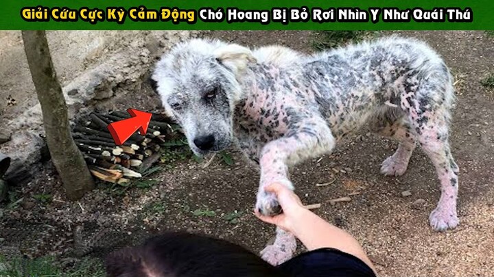 Cuộc Giải Cứu Cực Kỳ Cảm Động Chó Hoang Bị Bỏ Rơi Nhìn Không Khác Gì Quái Thú | Tám Tới Tấp