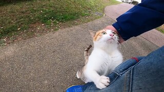 Walking With A Calico Before It Started Playing Cute