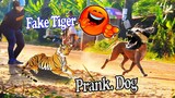 Must Watch Funny Video Prank Dogs With Fake Tiger