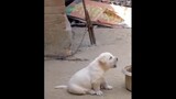 A cute dog video