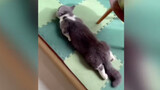 [Động vật]Mèo sống với người