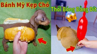 Thú Cưng TV | Thú Cưng Lầy Lội Vui Nhộn #7 | Chó mèo thông minh vui nhộn | Pets cute smart dog cat