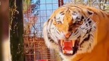 How mellow is the Siberian tiger! The world’s largest orange cat! You'd be rash if you didn't look a