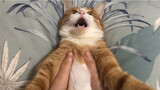 [Động vật] Khi bạn cưỡng hôn nàng mèo
