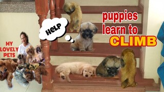 SHIH-TZU PUPPIES LEARN TO CLIMB STAIRS  |  FIRSTIME CLIMB