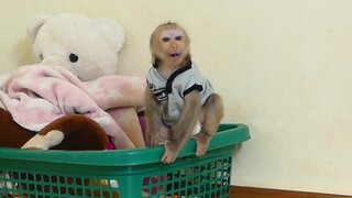 So Pathetic!! Small Baby Monkey Maku sit on basket shout Call Mom When Mom Go Retrieve Phone To Him