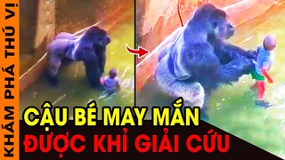 🔥 9 Lần Động Vật Xả Thân Giải Cứu Con Người Mà Khám Phá Thú Vị Muốn Kể Bạn Nghe | KPTV