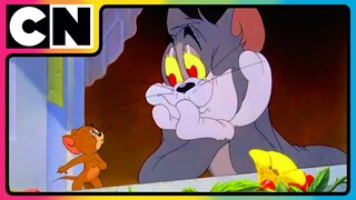 Tom and Jerry 😺🐭| Bachelorate for Toodles! | #compilation | #catandmouse | @cnindia