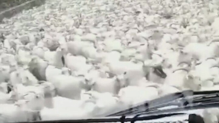 When the driver encounters a large group of sheep on the road~