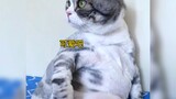 Mèo béo như thùng xăng thì con nào cũng là "mèo béo"