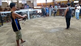 First fight 10 months old talisay ( draw)   #backyardbreeder