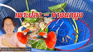 วิธีเพาะปลาหางนกยูงแบบง่ายๆ บ้านๆ Easily breed guppy at home l คุณพ่อคราฟ