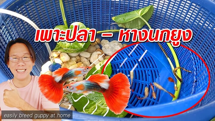 วิธีเพาะปลาหางนกยูงแบบง่ายๆ บ้านๆ Easily breed guppy at home l คุณพ่อคราฟ