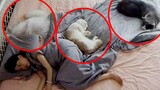 Chuyện gì xảy ra khi bạn ngủ với năm con mèo?