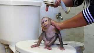 Cute Baby Monkey Maku refresh Take A Shower | Maku Sleeping Well After Clean Body