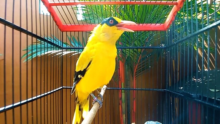 KICAU SUARA PANGGILAN kepodang emas gacor ini jadikan burung kepodang NYAUT SEKETIKA