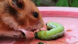 A hamster suffering loss of appetite eats a green worm