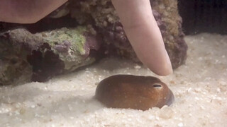 Trying to Pet a Tropical Bottletail Squid 