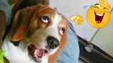 วิดีโอสุนัขตลกที่จะรักษาวันที่แย่ของคุณ - 🤣 หัวเราะกับการรวบรวม FUNNY DOGS