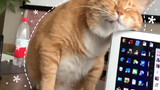 [Binatang]Kumpulan kucing-kucing lucu