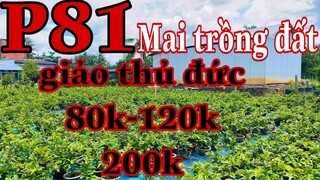 🔴 Hết Hàng 🔴 Mai vàng chơi tết p81| Mai Giảo thủ đức 80k-120k  giâ thanh lý | thủ đức 200k