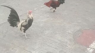 Kapatid naman, nagwawalis