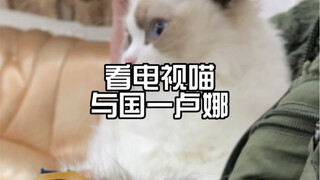 ลูกแมวก็ชอบดูเครยอนชินจังด้วยเหรอ? ปะทะคันทรีวันลูน่า