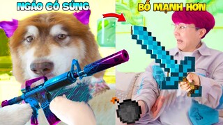 Thú Cưng Vlog | Ngáo Husky Troll Bố #31 | Chó husky vui nhộn thông minh | Dog husky funny smart