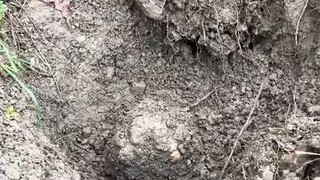 Bakit kaya sobrang mahal ng Truffle? 15.1 Milyon pesos, yan ang presyo ng pinakamahal na truffle .