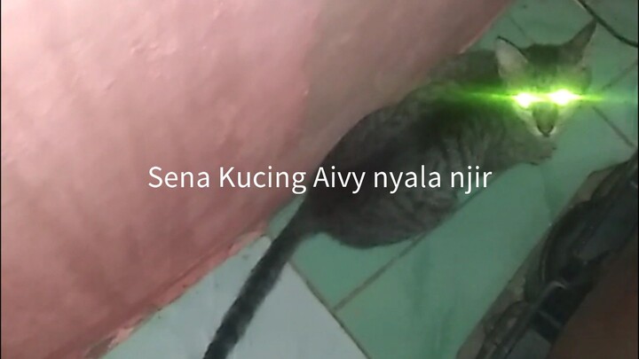 Sena Kucing abu abu matanya ngapa bjir