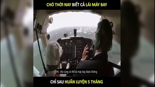 Chó thời nay biết cả lái máy bay, bạn có làm được không | LT Review