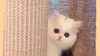 cat compilation