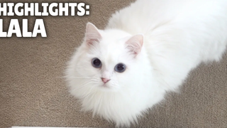 ไฮไลท์ของ LaLa the Cat กิตติซอรัส