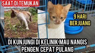 Anak Kucing Ini Seneng Banget Di Jenguk Di Klinik Pengen Ikut Pulang..!