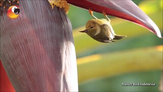 Manisnya Madu Kelapa