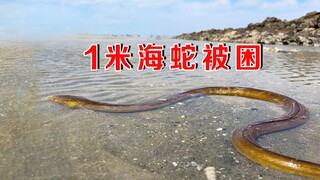 近1米“海蛇”退潮后来不及跑，正好被阿聪逮住，一般人早被吓坏