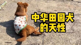 把中华田园犬当宠物狗养，他会有什么变化呢