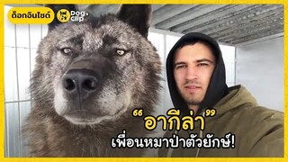 หมาป่าตัวยักษ์ "อากีล่า"  | Dog's Clip