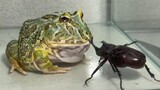 Thú cưng bò sát|Gia đình ếch vs Bọ hung sừng chữ Y
