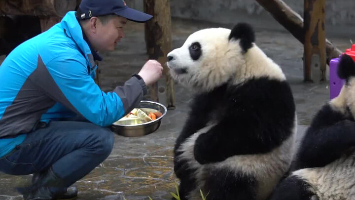 Panda Raksasa|Xue Bao dan Qian Jin