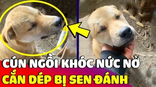 Chú chó tủi thân 'ĐỨNG KHÓC NỨC NỞ' vì cái tội cắn dép bị Sen 'ĐÁNH YÊU' 😅 | Gâu Đần