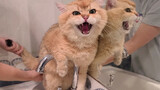 Mèo vàng Gradient quá béo, đi vệ sinh vào cả lông và đã được rửa sạch!
