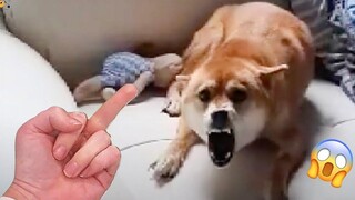 AWW SO FUNNY😂😂 Super Dogs And Cats Reaction Videos (เสียงที่ซื่อสัตย์) #30