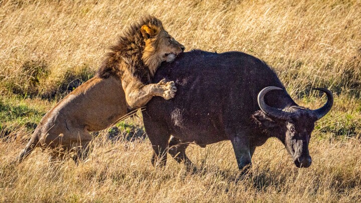 Lion V's Buffalo Fighting Africa Battle National Geographic Animals