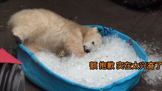 北极熊宝宝出生就被抛弃，第一次见到冰块，场面有点失控