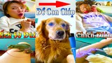 Thú Cưng TV | Dương KC Pets | Gâu Đần và Bà Mẹ #2 | chó thông minh vui nhộn | funny cute smart dog